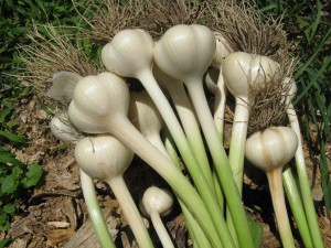 garden garlic